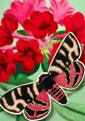 Karnet B6 POP-UP z kopertą Czerwony motyl - Madame Treacle