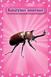 Karty Popup 3D - Owady - Piętka