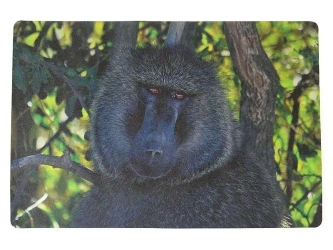 Podkładka na biurko piankowa małpa 60x40cm - ADAR