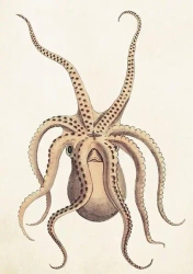 Karnet ST383 B6 + koperta Ośmiornica - Skona Ting