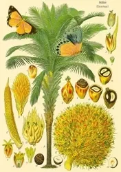 Karnet B6 brokat z kopertą Natura 5 - Madame Treacle