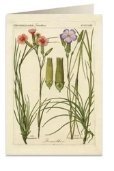 Karnet B6 + koperta 6054 Goździki - Tassotti