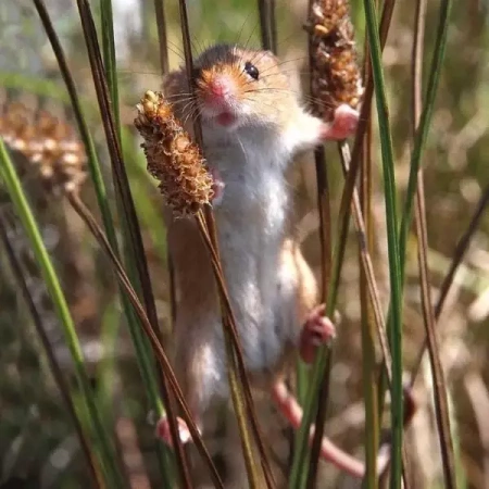 Karnet kwadrat z kopertą Harvest Mouse - Museums & Galleries