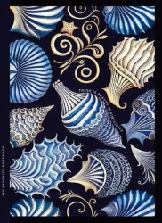 Notatnik ozdobny 143x200/64K kratka TW Muszle - Fresh