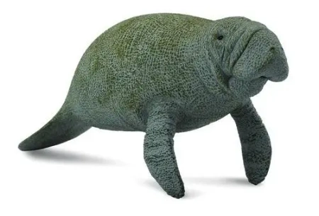 Słoń morski - Collecta