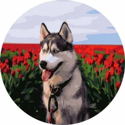 Malowanie po numerach okrągłe - Husky tulipany 40 - Twoje Hobby