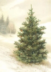 Karnet ST456 B6 + koperta Świerk Święta Bożego Nar - Skona Ting