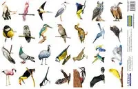 Naklejki. Ptaki - LITERAT