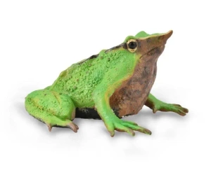 Żaba - Collecta