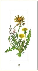 Karnet 12x23cm + koperta Mlecze - DaVinci