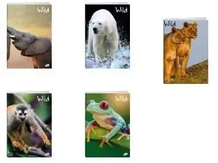 Zeszyt A5/32K kratka WILD MIX (20szt) - Elisa