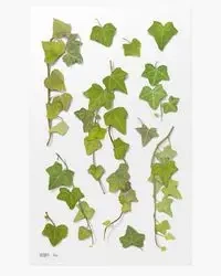 Naklejki ozdobne roślinne Bluszcz - Appree