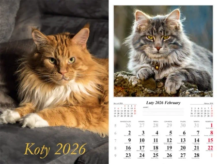 Kalendarz 2026 ścienny Koty - praca zbiorowa