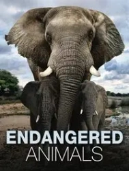 Endangered Animals - Tom Jackson
