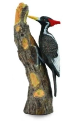 Dzięcioł wielkodzioby - Collecta