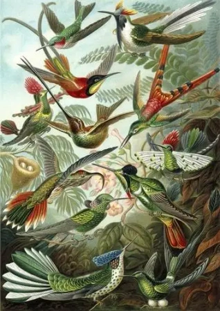 Karnet B6 z kopertą Kolibry - Madame Treacle