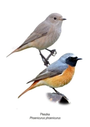 Obraz A4 Pleszka - Koliber