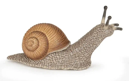 Ślimak - PAPO