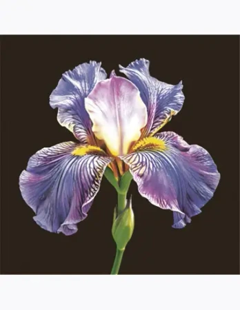 Serwetki MAKI Lunch SL 330x330 Ogólne 062101 - POL-MAK