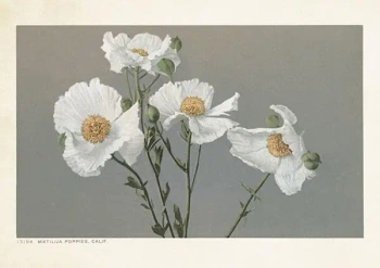 Karnet ST377 B6 + koperta Romneya - Skona Ting