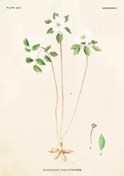 Karnet ST248 B6 + koperta Zawilczyk - Skona Ting