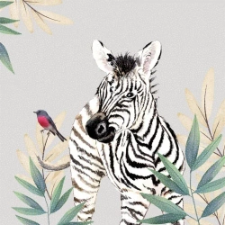 Karnet Swarovski kwadrat CL4711 Zebra - Clear Creations