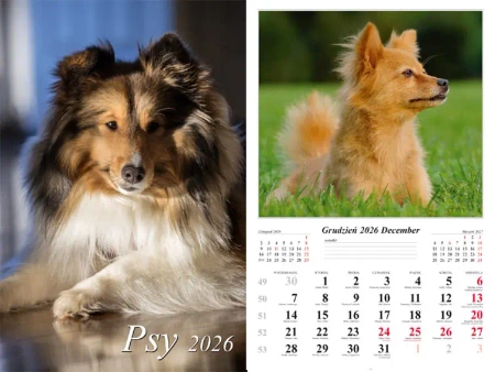 Kalendarz 2026 ścienny Psy - praca zbiorowa