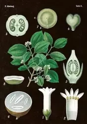 Karnet ST269 B6 + koperta Amelanchier - Skona Ting