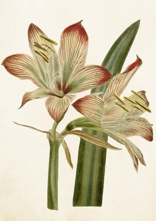 Karnet ST421 B6 + koperta Amarylis - Skona Ting