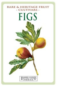Figs - Thornton C