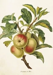 Karnet ST422 B6 + koperta Jabłoń - Skona Ting