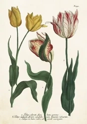 Karnet ST449 B6 + koperta Tulipany - Skona Ting