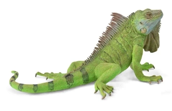 Iguana - Collecta