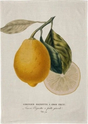 Ręcznik kuchenny - Cytryna - Skona Ting