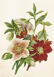 Karnet ST515 B6 + koperta Ciemiernik - Skona Ting