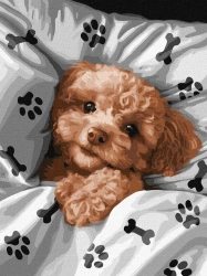 Malowaniepo numerach - Uroczy Maltipoo 30x40cm - Ideyka
