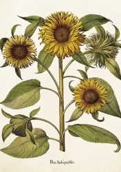 Karnet ST459 B6 + koperta Słoneczniki - Skona Ting