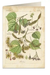 Karnet B6 + koperta 6056 Lipa - Tassotti