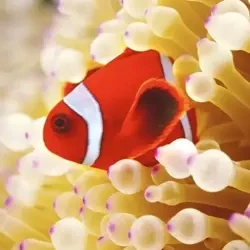Karnet kwadrat z kopertą Clownfish in sea anemone - Museums & Galleries