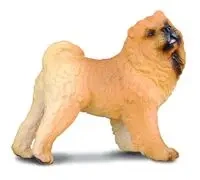 Pies rasy Chow chow