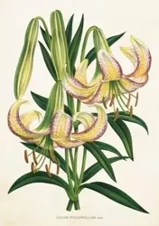 Karnet ST359 B6 + koperta Lilia - Skona Ting