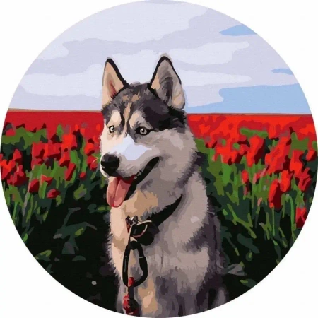 Malowanie po numerach okrągłe - Husky tulipany 40 - Twoje Hobby
