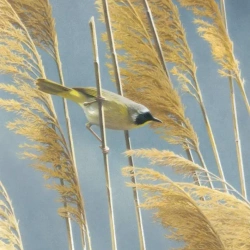 Karnet kwadrat z kopertą Lightswept Common - Museums & Galleries