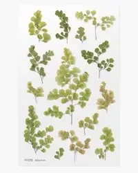 Naklejki ozdobne roślinne Paproć - Appree