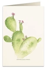 Karnet B6 + koperta 5987 Opuncja - Tassotti