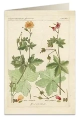 Karnet B6 + koperta 6057 Pelargonia pachnąca - Tassotti
