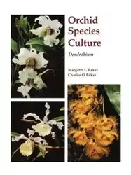 Dendrobium - Margaret Baker
