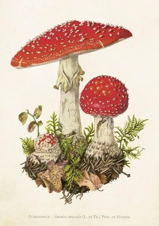 Karnet ST463 B6 + koperta Muchomor - Skona Ting