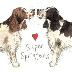 Magnes FM02 Springer spaniel - Alex Clark