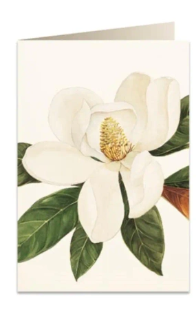 Karnet B6 + koperta 5601 Kwiat magnolii - Tassotti